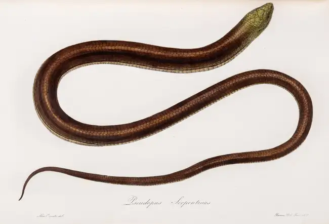 37 Zoology.- Bonaparte (Charles Lucien Jules LauPrince) Iconografia della Fauna Italica, 3 vol., Rome, 1832-41.