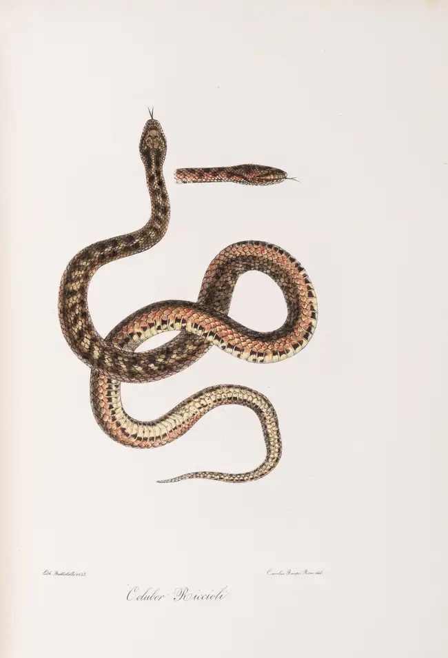 37 Zoology.- Bonaparte (Charles Lucien Jules LauPrince) Iconografia della Fauna Italica, 3 vol., Rome, 1832-41.