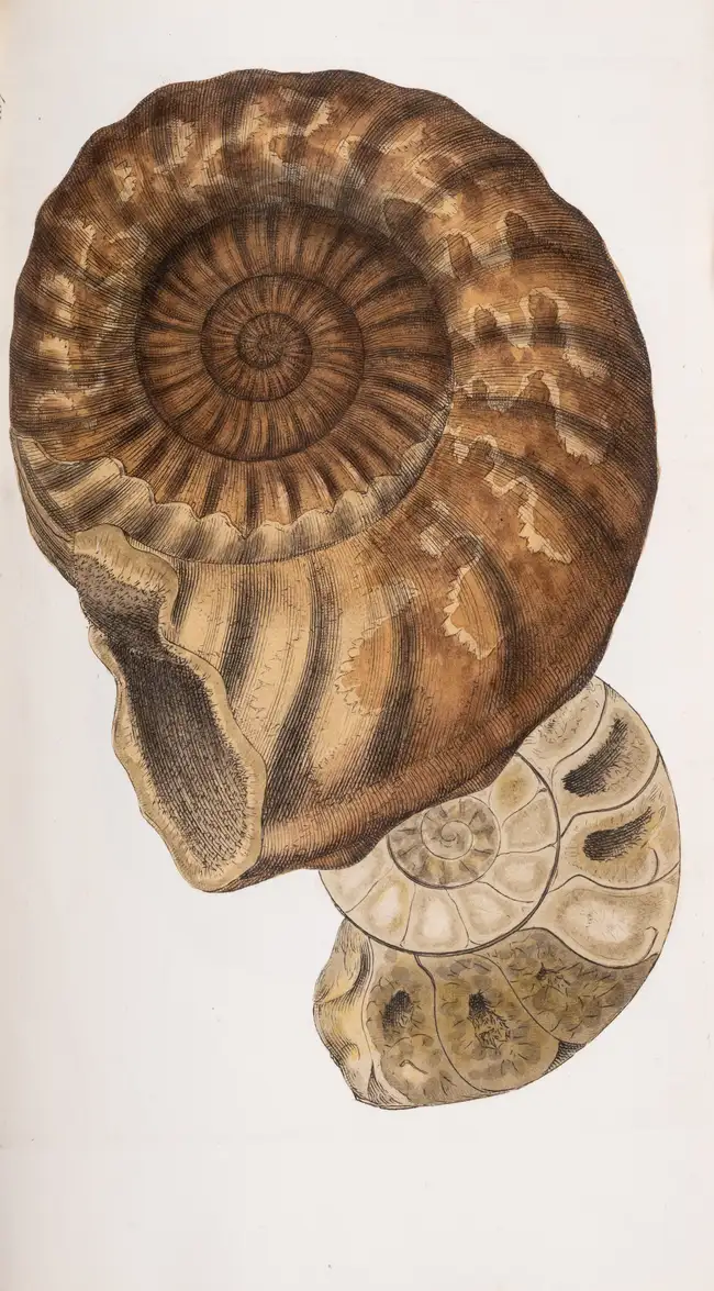 209 Sowerby (James) &amp; James de Carle Sowerby. The Mineral Conchology of Great Britain, 6 vol. only (of 7, as often), first edition, Benjamin Meredith,...