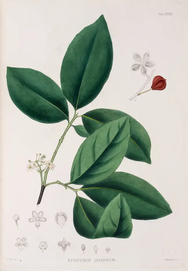 174 Botany.- Asia.- Horsfield (Thomas) et al.. Plant&aelig; Javanic&aelig; Rariores, first edition, 1838-52.