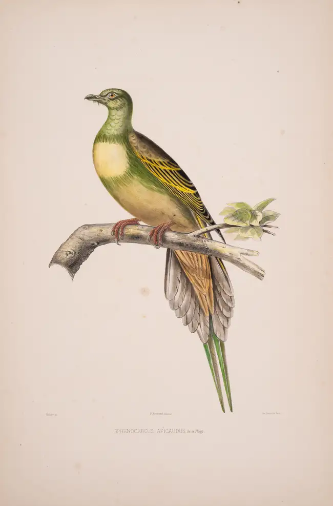 39 Pigeons.- Bonaparte (Charles Lucien Jules Laurent, Prince) Iconographie des Pigeons non figures par Mme Knip., first edition, Paris, 1857[-58].
