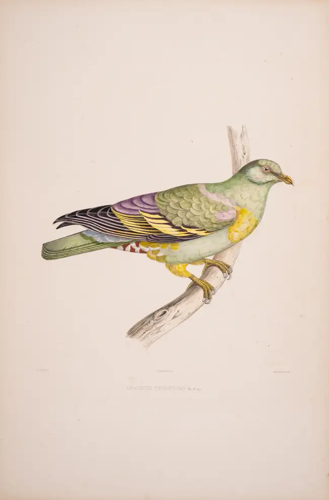 39 Pigeons.- Bonaparte (Charles Lucien Jules Laurent, Prince) Iconographie des Pigeons non figures par Mme Knip., first edition, Paris, 1857[-58].