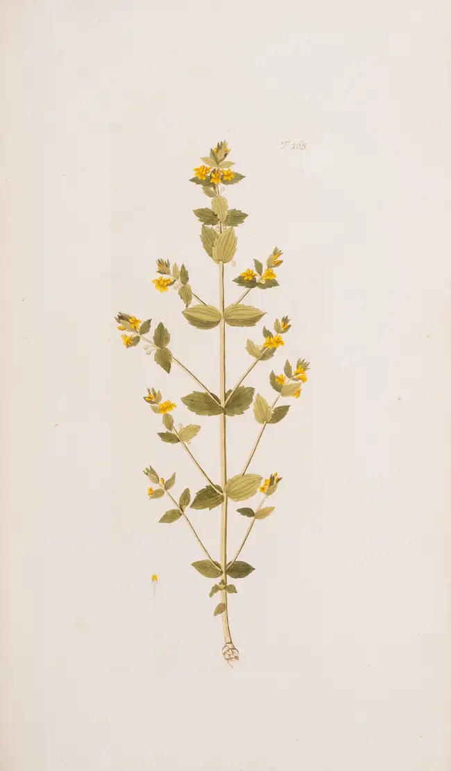 180 Botany.- Jacquin (Nicolai Josephi) Flor&aelig; Austriac&aelig;, sive Plantarum Selectarum in Austri&aelig; Archiducatu, 5 vol., first edition, Vienna,...
