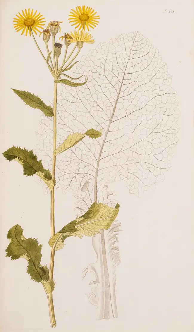 180 Botany.- Jacquin (Nicolai Josephi) Flor&aelig; Austriac&aelig;, sive Plantarum Selectarum in Austri&aelig; Archiducatu, 5 vol., first edition, Vienna,...