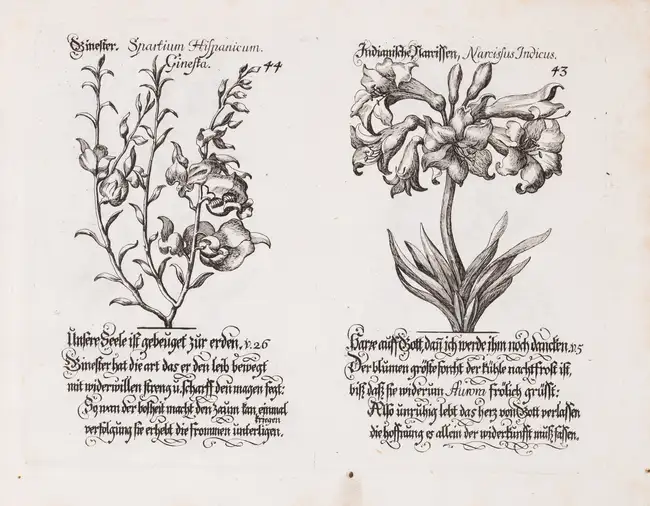 320 Botany.- Weigel (Johann Christoph, publisher.) Davidischer Lust und Blumen Garten, Nuremberg, [c.1710].