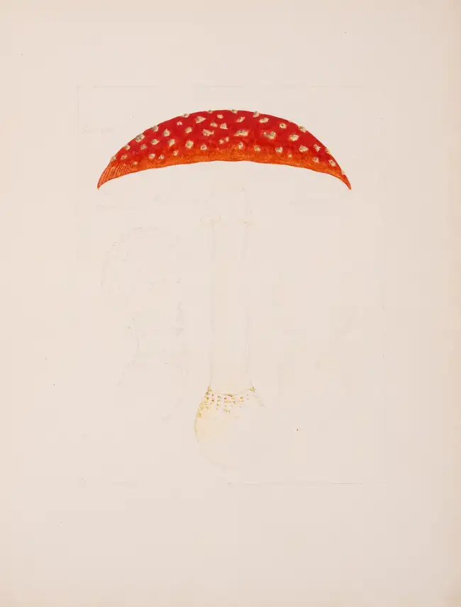 276 Fungi.- [S&eacute;journ&eacute; (A.)] [Champignons des environs de Blois], 2 vol., [Blois], c.1880.