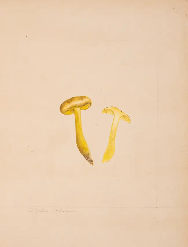 276 Fungi.- [S&eacute;journ&eacute; (A.)] [Champignons des environs de Blois], 2 vol., [Blois], c.1880.