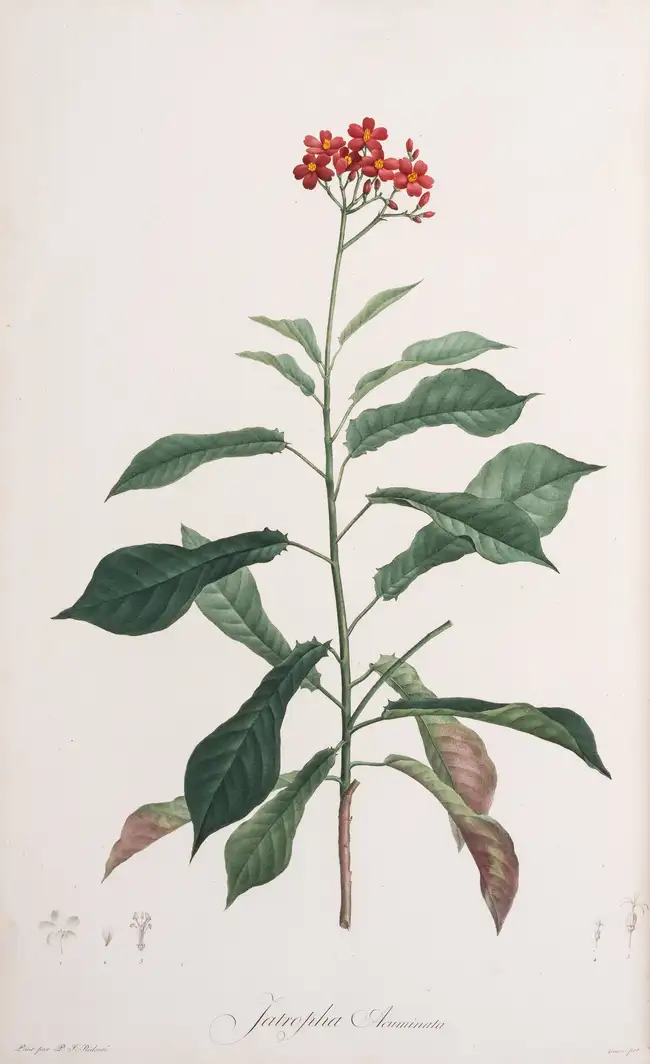 310 Botany.- Australia.- Redout&eacute; (P.J.).- Ventenat (&Eacute;tienne Pierre) Jardin de la Malmaison, 2 vol.,, Paris, 1803-04[-05].