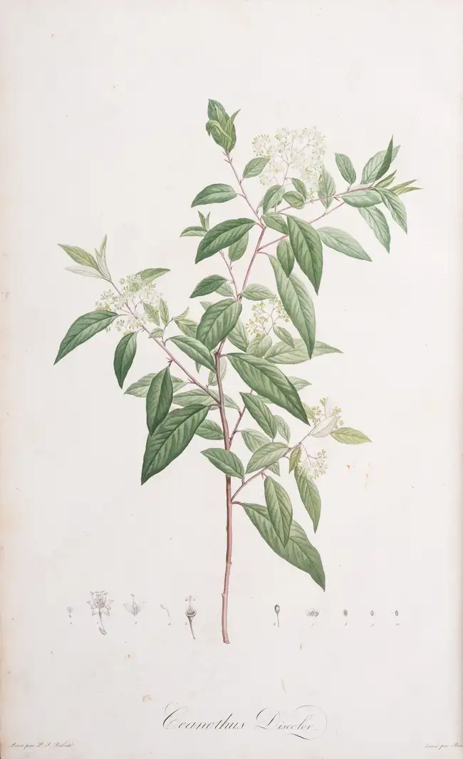 310 Botany.- Australia.- Redout&eacute; (P.J.).- Ventenat (&Eacute;tienne Pierre) Jardin de la Malmaison, 2 vol.,, Paris, 1803-04[-05].