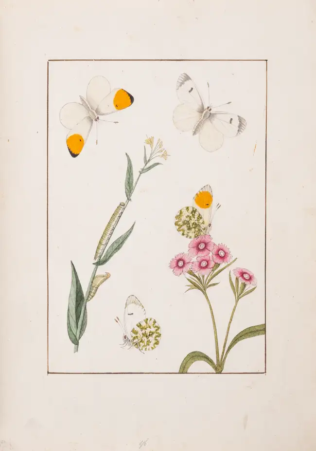 94 Butterflies.- de Graaf (Willem Diederik Vincent) [Inlandsche Kapellen in beeld], 170 fine original watercolours, [Enkhuizen], [1800-40].