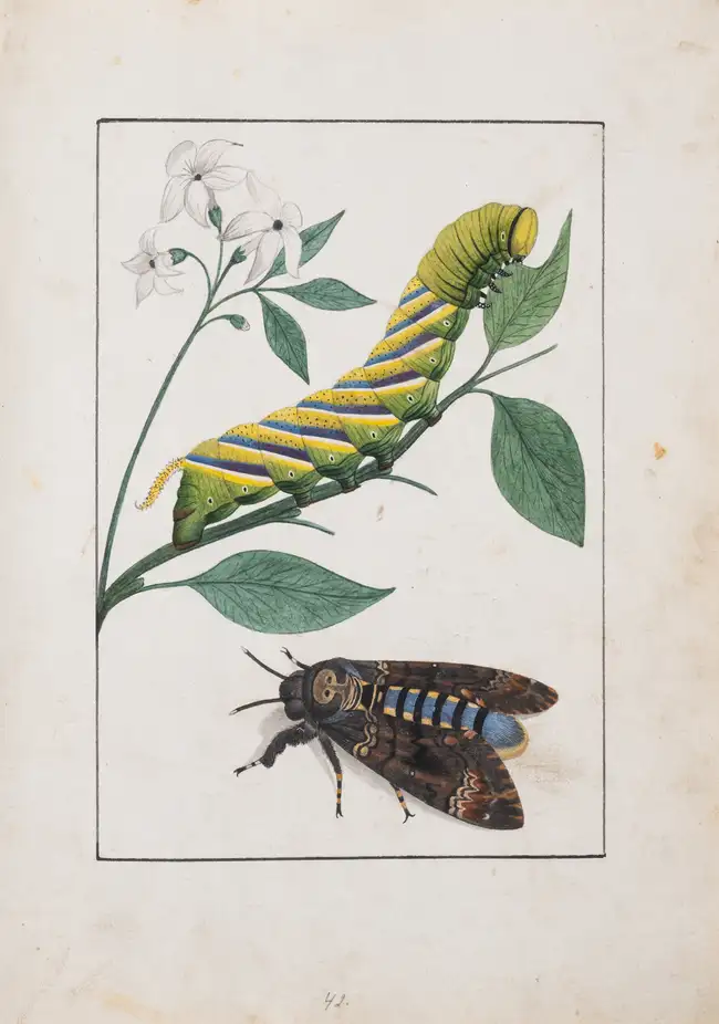 94 Butterflies.- de Graaf (Willem Diederik Vincent) [Inlandsche Kapellen in beeld], 170 fine original watercolours, [Enkhuizen], [1800-40].