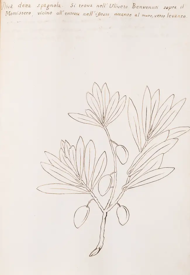 133 Olives.- Fantoni (Count Luigi) Delle specie diverse d'Olive che trovano ne Monti della Fattoria d'Agnano Territorio Pisano..., Italian manuscript, [Fl...