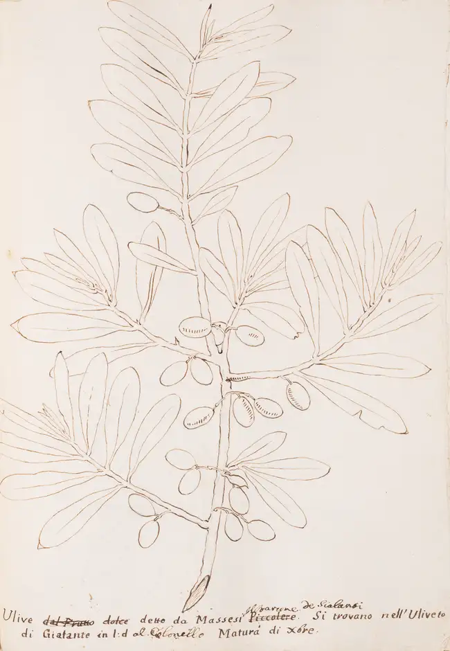 133 Olives.- Fantoni (Count Luigi) Delle specie diverse d'Olive che trovano ne Monti della Fattoria d'Agnano Territorio Pisano..., Italian manuscript, [Fl...