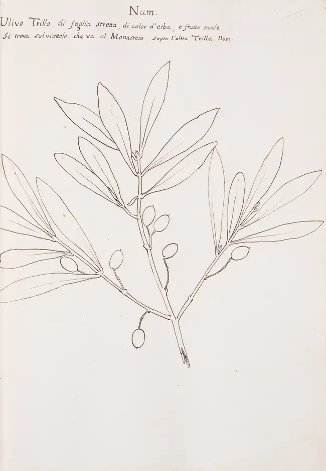 133 Olives.- Fantoni (Count Luigi) Delle specie diverse d'Olive che trovano ne Monti della Fattoria d'Agnano Territorio Pisano..., Italian manuscript, [Fl...