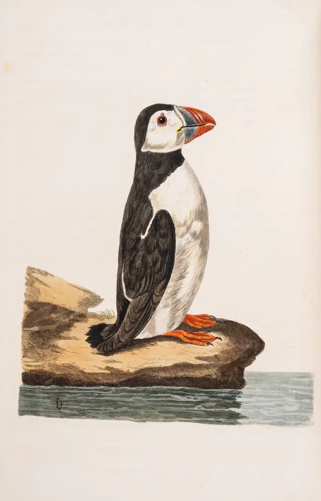 244 Zoology.- [Pennant (Thomas)] The British Zoology. Class I. Quadrupeds. II. Birds, first edition, J. and J. March, 1776.