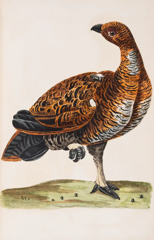 244 Zoology.- [Pennant (Thomas)] The British Zoology. Class I. Quadrupeds. II. Birds, first edition, J. and J. March, 1776.