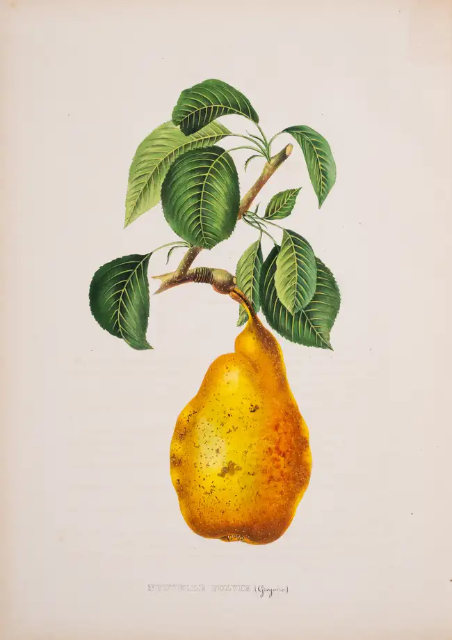 10 Pomology.- Annales de Pomologie Belge et &Eacute;trang&egrave;re, 8 vol., Brussels, 1853-60.