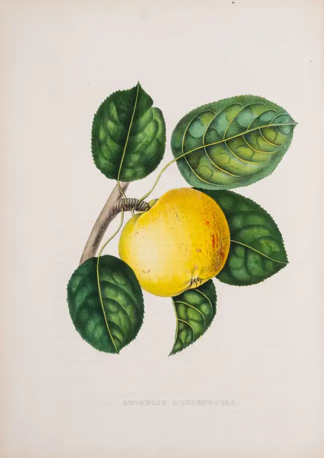 10 Pomology.- Annales de Pomologie Belge et &Eacute;trang&egrave;re, 8 vol., Brussels, 1853-60.