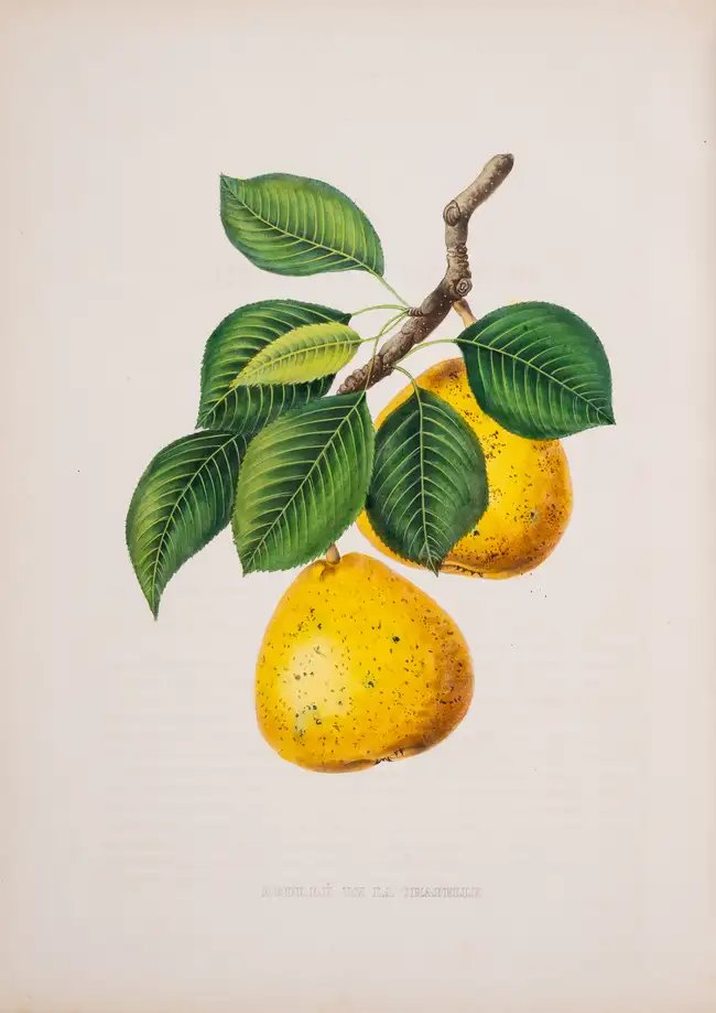 10 Pomology.- Annales de Pomologie Belge et &Eacute;trang&egrave;re, 8 vol., Brussels, 1853-60.