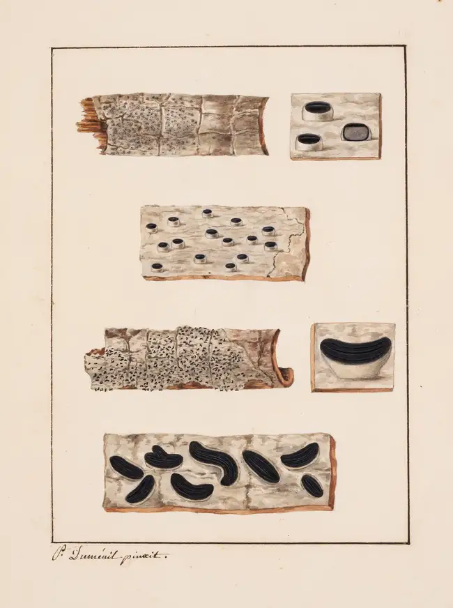 66 Fungi.- Chevallier (Fran&ccedil;ois Fulgis) and Paul Chr&eacute;tien Dum&eacute;nil, illustrator. [Manuscript prospectus for 'Histoire des Hypoxylons ...