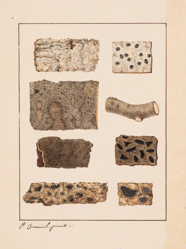 66 Fungi.- Chevallier (Fran&ccedil;ois Fulgis) and Paul Chr&eacute;tien Dum&eacute;nil, illustrator. [Manuscript prospectus for 'Histoire des Hypoxylons ...