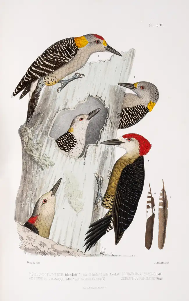 221 Birds.- Woodpeckers.- Malherbe (Alfred) Monographie des Picid&eacute;es, ou histoire naturelle des Picid&eacute;es, Picumnin&eacute;es, Yuncin&eacute;...