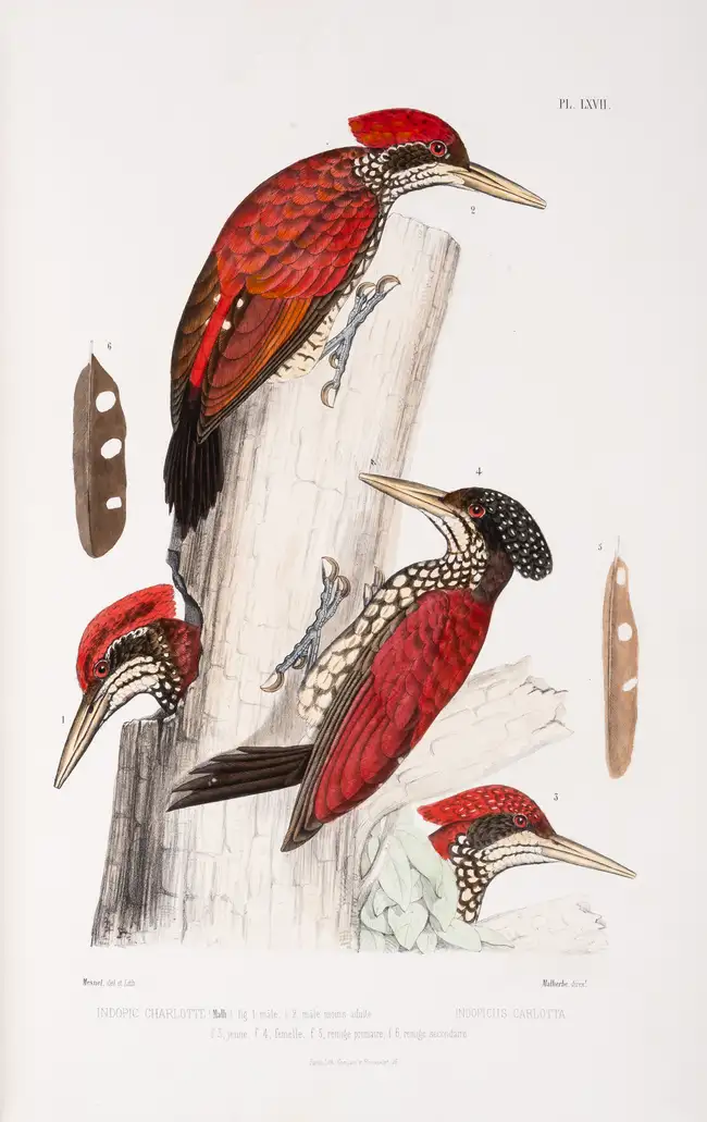 221 Birds.- Woodpeckers.- Malherbe (Alfred) Monographie des Picid&eacute;es, ou histoire naturelle des Picid&eacute;es, Picumnin&eacute;es, Yuncin&eacute;...