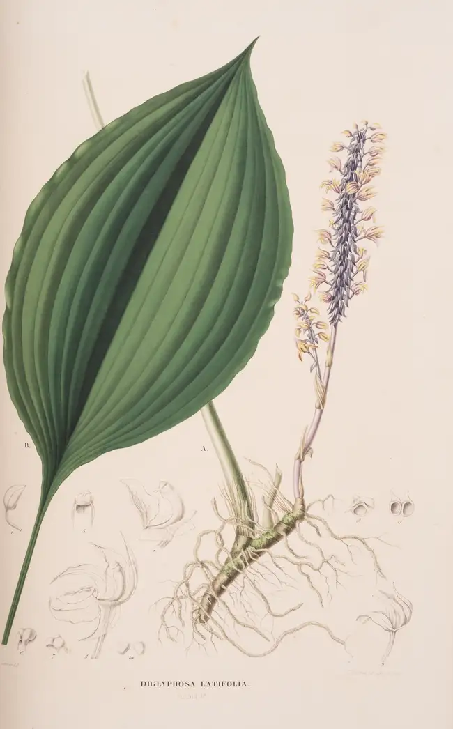 35 Orchids.- Japan.- Blume (Carl Ludwig) Collection des Orchid&eacute;es les plus remarquables de l'Archipel Indien et du Japon, first edition, Amsterdam...