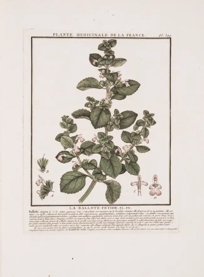 55 Herbal.- Botany.- Bulliard (Pierre) Herbier de la France, ou Collection Complette des Plantes Indig&egrave;nes de ce Royaume, 13 vol. in 15, Paris, 17...