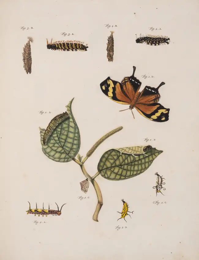 77 Butterflies.- Cramer (Pierre) and Caspar Stoll. De Uitlandsche Kapellen voorkomende in de drie Waereld-Deelen... Papillons Exotiques, 5 vol., Amsterda...