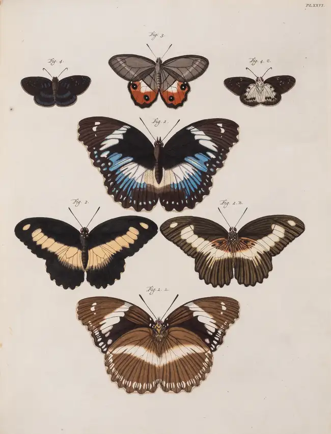 77 Butterflies.- Cramer (Pierre) and Caspar Stoll. De Uitlandsche Kapellen voorkomende in de drie Waereld-Deelen... Papillons Exotiques, 5 vol., Amsterda...