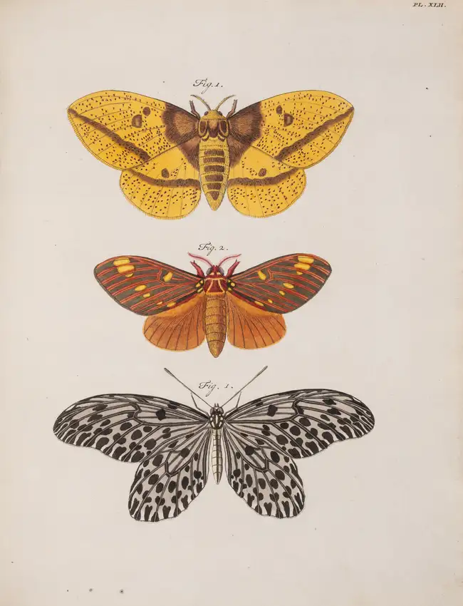 77 Butterflies.- Cramer (Pierre) and Caspar Stoll. De Uitlandsche Kapellen voorkomende in de drie Waereld-Deelen... Papillons Exotiques, 5 vol., Amsterda...
