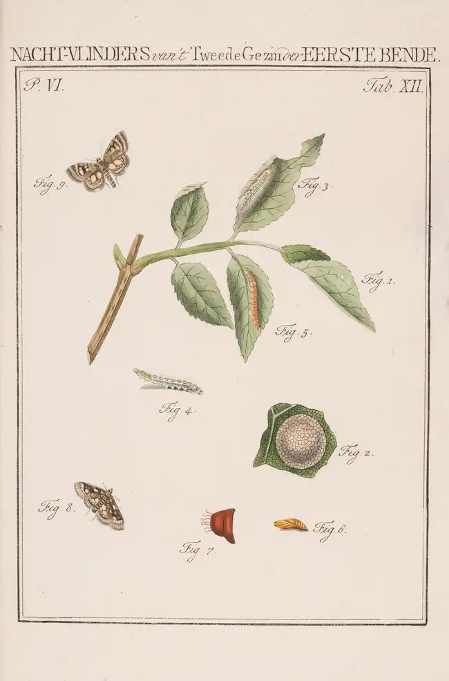 278 Butterflies.- Sepp (Jan Christiaan) Beschouwing der Wonderen Gods, in de minst geachte schepzelen. Of Nederlandsche Insecten naar hunne aanmerkelijke ...