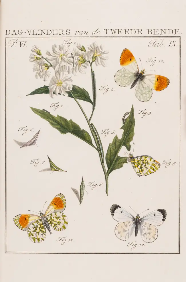 278 Butterflies.- Sepp (Jan Christiaan) Beschouwing der Wonderen Gods, in de minst geachte schepzelen. Of Nederlandsche Insecten naar hunne aanmerkelijke ...