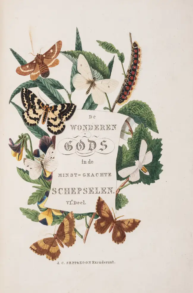 278 Butterflies.- Sepp (Jan Christiaan) Beschouwing der Wonderen Gods, in de minst geachte schepzelen. Of Nederlandsche Insecten naar hunne aanmerkelijke ...