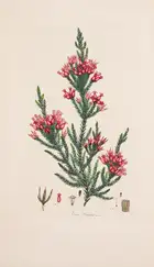 8 Botany.- Andrews (H.C.) Coloured Engravings of Heaths, 4 vol. in 2, first edition, [1710,--94]-1802-1809-[1830].