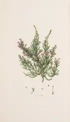 8 Botany.- Andrews (H.C.) Coloured Engravings of Heaths, 4 vol. in 2, first edition, [1710,--94]-1802-1809-[1830].