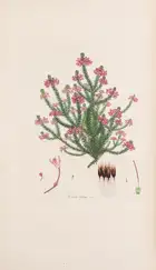 8 Botany.- Andrews (H.C.) Coloured Engravings of Heaths, 4 vol. in 2, first edition, [1710,--94]-1802-1809-[1830].
