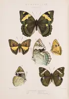 160 Butterflies.- Grose Smith (H.) and W.F. Kirby. Rhopalocera Exotica, being Illustrations of New, Rare, and Unfigured Species of Butterflies, 3 vol., 18...