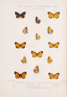 160 Butterflies.- Grose Smith (H.) and W.F. Kirby. Rhopalocera Exotica, being Illustrations of New, Rare, and Unfigured Species of Butterflies, 3 vol., 18...
