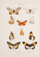 160 Butterflies.- Grose Smith (H.) and W.F. Kirby. Rhopalocera Exotica, being Illustrations of New, Rare, and Unfigured Species of Butterflies, 3 vol., 18...