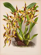 211 Botany.- Linden (J., editor) Lindenia. Iconographie des Orchid&eacute;es, 17 vol., Ghent, 1885-1903.