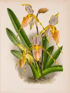 211 Botany.- Linden (J., editor) Lindenia. Iconographie des Orchid&eacute;es, 17 vol., Ghent, 1885-1903.