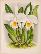 211 Botany.- Linden (J., editor) Lindenia. Iconographie des Orchid&eacute;es, 17 vol., Ghent, 1885-1903.