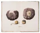 34 Botany.- Asia.- Blume (Carl Ludwig) Flora Jav&aelig; nec non Insularum Adjacentium, 10 parts, Brussels, 1828-51.