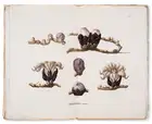 34 Botany.- Asia.- Blume (Carl Ludwig) Flora Jav&aelig; nec non Insularum Adjacentium, 10 parts, Brussels, 1828-51.