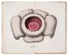 34 Botany.- Asia.- Blume (Carl Ludwig) Flora Jav&aelig; nec non Insularum Adjacentium, 10 parts, Brussels, 1828-51.