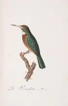 13 Birds.- Audebert (J.B) and L.P. Vieillot. Oiseaux Dor&eacute;s ou &agrave; Reflets M&eacute;talliques, 2 vol., Paris, [1800]-1802.