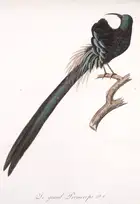 13 Birds.- Audebert (J.B) and L.P. Vieillot. Oiseaux Dor&eacute;s ou &agrave; Reflets M&eacute;talliques, 2 vol., Paris, [1800]-1802.