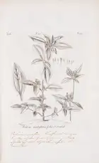 105 Botany.- Dillenius (Johann Jacob) Horti Elthamensis Plantarum Rariorum, 2 vol. in 1, second edition, reissue, Leiden, Cornelius Haak, 1774.